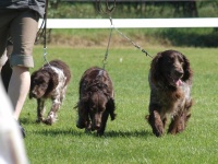 Chovatelsk skupina ANY-BON