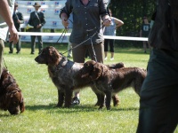 Nejkrsnj pr ps Archie Any-Bon a Ennie Any-Bon