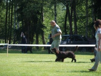 Klubov vtz - pes Adar od Vcenickho potoka