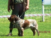 Vtz plemene BOB - Utah z Harachu