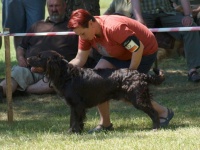 KV, BOS - Aragon od rmoty