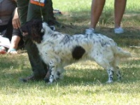 KV, BOB - Kora od Petrboka